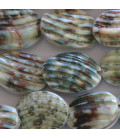 BeauMonde Bijoux - Coquillage ovale vert turbo 16x23 mm Indonésie