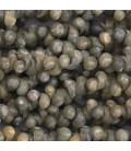 Coquillage escargot kaki/gris monggo petit modèle 6 mm environ Indonésie