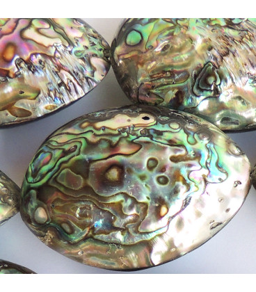 Abalone about 36x53/44x65 mm large New Zealand shell - BeauMonde Bijoux