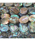 Abalone 10x14 mm oval flat New Zealand