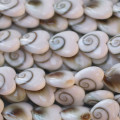 Sainte Lucie blanche 10 mm environ coeur trait soutenu Indonésie