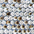 Sainte lucie blanche 7 mm dodue 1 face