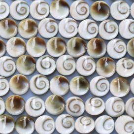 Sainte Lucie blanche 8 mm environ dodue 1 face trait soutenu Indonésie